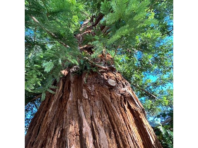 Tallman Emissary of the Great Trees